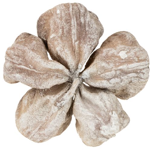 Product Landlotus White Washed 6-12cm 50 pcs