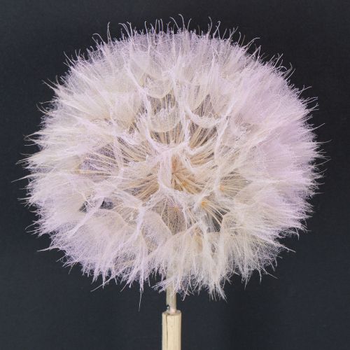 Product Giant Dandelion Decorative Dried Flowers for Modern Interior Design 12cm 4pcs