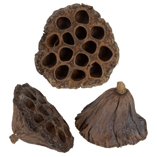 Floristik24 Lotus bulb large 100 pcs natural