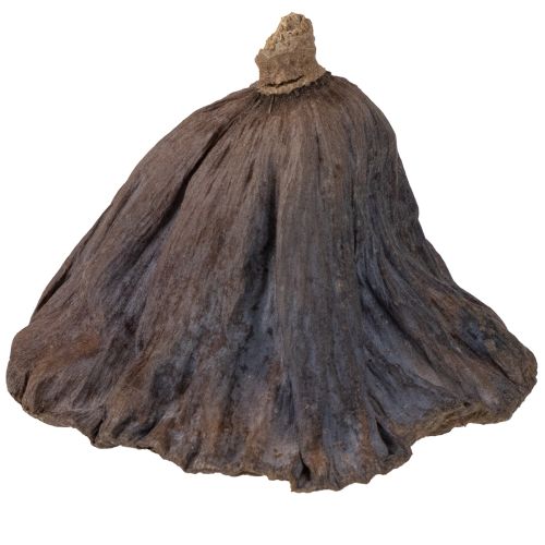 Product Lotus bulb large 100 pcs natural