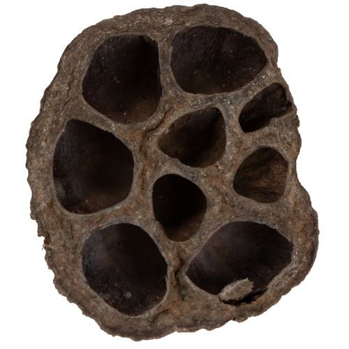Product Lotus bulb small 100 pcs. natural