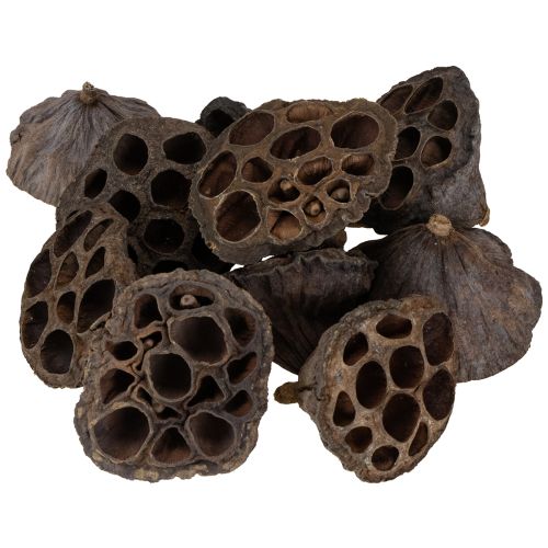 Product Lotus bulb small 100 pcs. natural