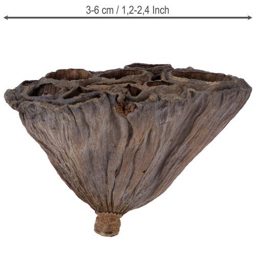 Lotus bulb small 100 pcs. natural | Floristik24.co.uk
