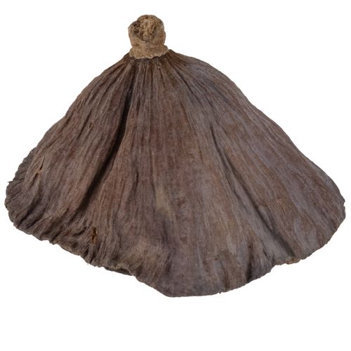 Product Lotus bulb small 100 pcs. natural