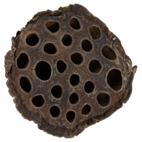 Product Lotus piston medium 100 pcs natural