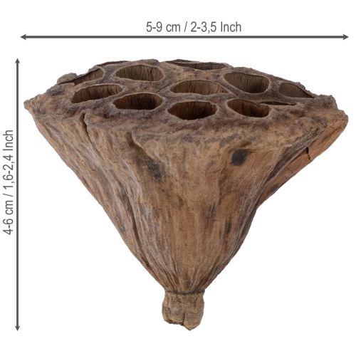 Product Lotus piston medium 100 pcs natural