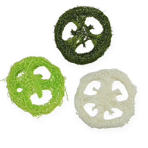 Floristik24 Luffa slices assorted Green, white 5-7.5cm 24pcs
