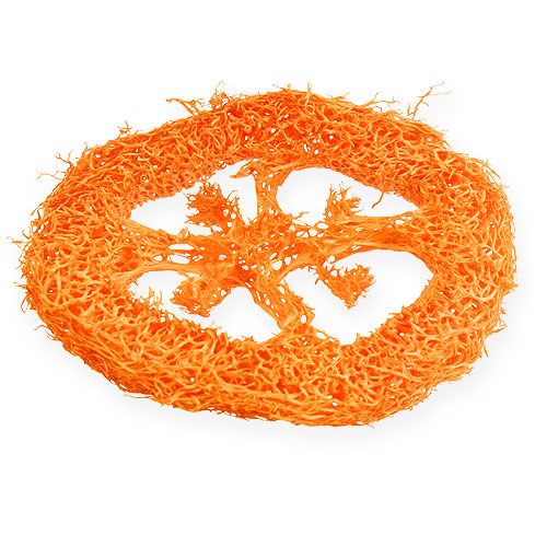 Floristik24 Luffa Slices Orange 25 pcs