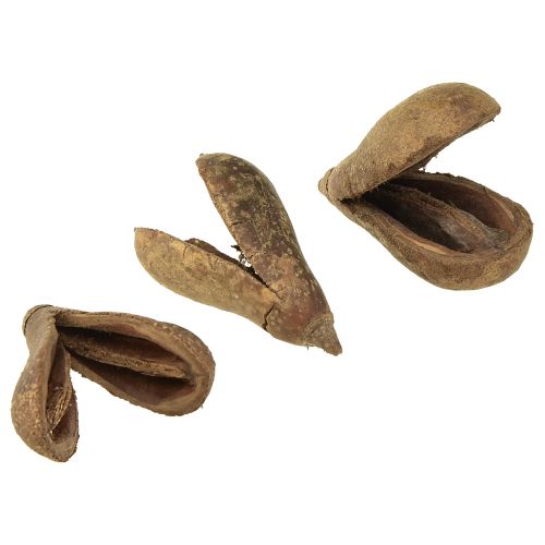Floristik24 Mike Fruit Natural Materials Bagon Fruit Natural 8cm 50 pcs