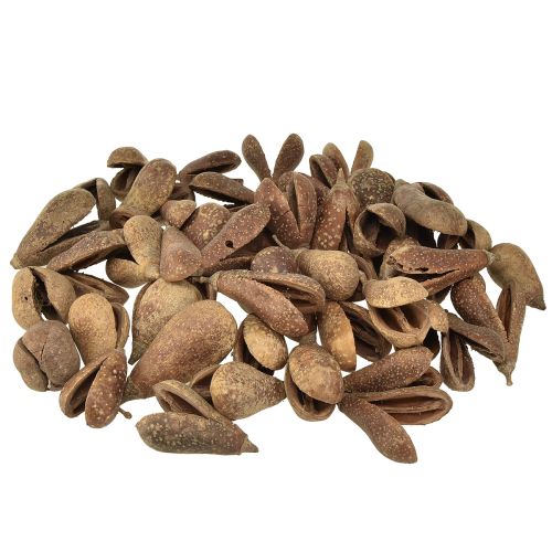 Floristik24 Mike Fruit Natural Materials Bagon Fruit Natural 8cm 50 pcs