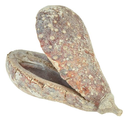 Product Mike Fruit Exotics dried white washed 4-6cm 50 pcs