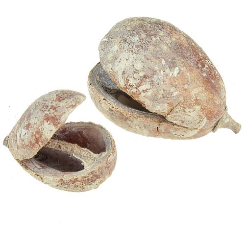 Product Mike Fruit Exotics dried white washed 4-6cm 50 pcs
