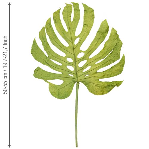Product Monstera leaves dried decoration window leaf H50cm 5 pcs