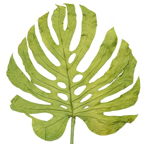 Monstera leaves dried decoration window leaf H50cm 5 pcs