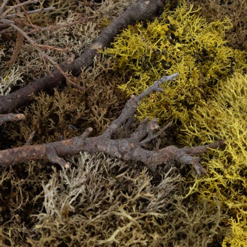 Product Moss picture, real moss picture with frame, preserved, 40×30cm