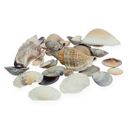Floristik24 Mussel mix natural 400g