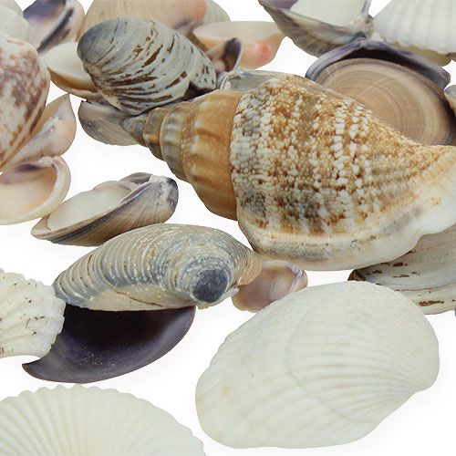 Floristik24 Shell mix natural 400g