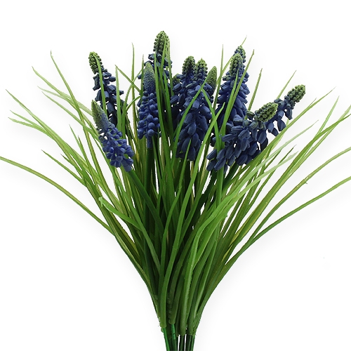 Floristik24 Grape hyacinths 28cm - 30cm blue 15p