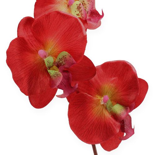 Product Deco orchid red 68cm