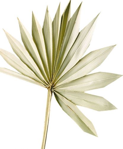 Product Palmspear Sun Natural Palm Leaf Dried Natural Decoration 30 pcs