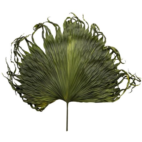 Palm fronds dried leaves decoration Saribus green 45cm 5 pcs