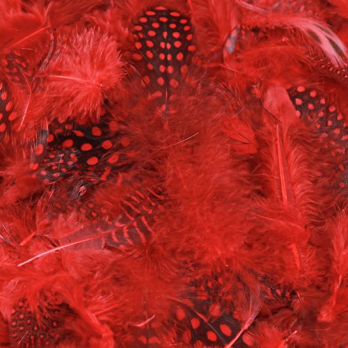 Product Guinea fowl feathers Faraona 30g red