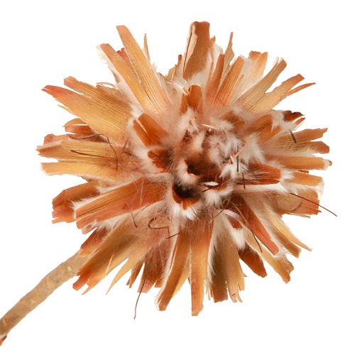 Floristik24 Leucospermum Plumosum Silver Tree Flowers Light 25 Pcs