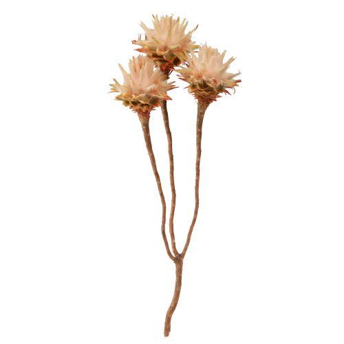Floristik24 Leucospermum Plumosum Silver Tree Flowers Light 25 Pcs