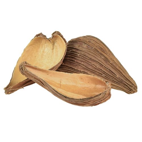Floristik24 Fruit and seed capsule pods Pradeep Pods 9-12 cm natural 50 pcs