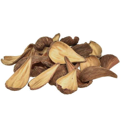 Product Fruit and seed capsule pods Pradeep Pods 9-12 cm natural 50 pcs