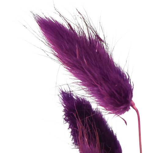 Product Velvet Grass Violet, Rabbit Tail Grass, Lagurus L18-50cm 25g