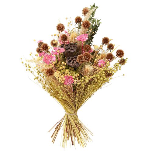 Product Scabiosa dried natural scabiosa dried flowers H50cm 100g
