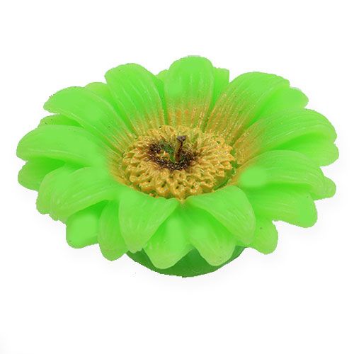 Floristik24 Floating candle Gerbera Green Ø7,5cm