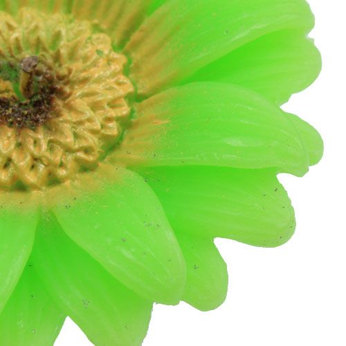 Floristik24 Floating candle Gerbera Green Ø7,5cm