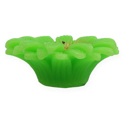 Floristik24 Floating candle Gerbera Green Ø7,5cm