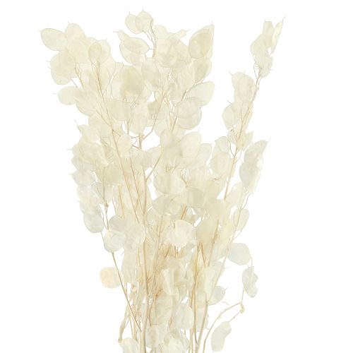 Product Silverleaf Moonviole Lunaria Preserved L70cm 20g
