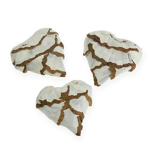 Floristik24 Sola Cabbage Heart 6cm flat 12 pcs.