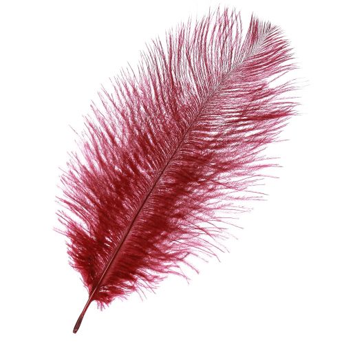 Floristik24 Ostrich Feathers Real Feathers Decoration Wine Red 20-25cm 12 pcs