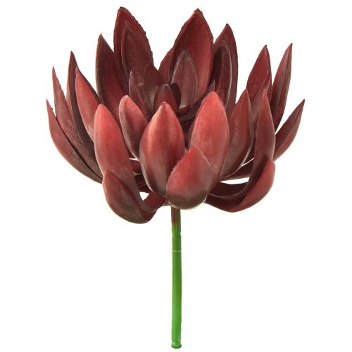 Floristik24 Succulent Echeveria Artificial Green Plants Red Ø12cm 19.5cm