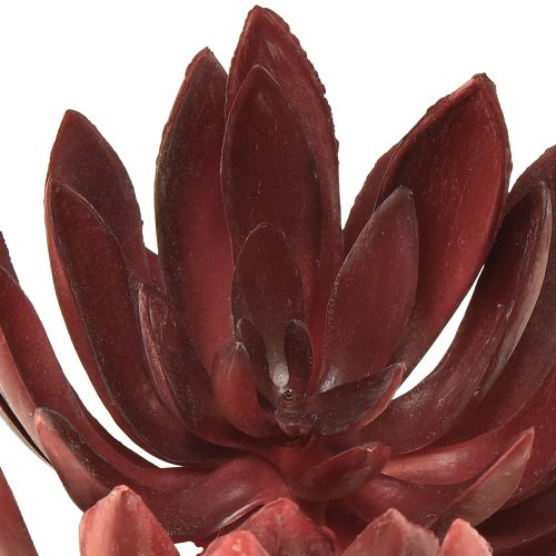 Floristik24 Succulent Echeveria Artificial Green Plants Red Ø12cm 19.5cm