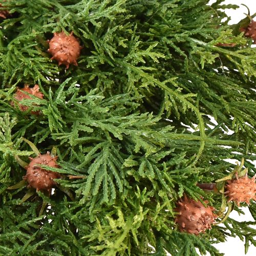Floristik24 Fir wreath Thuja with buds base vine wreath Ø50cm