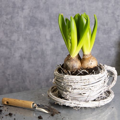 Product Teacup made of natural material with rustic charm for exclusive indoor decoration 13cm