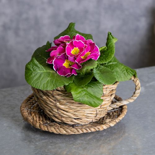 Product Teacup basket for natural home decor and charming ambience 15cm