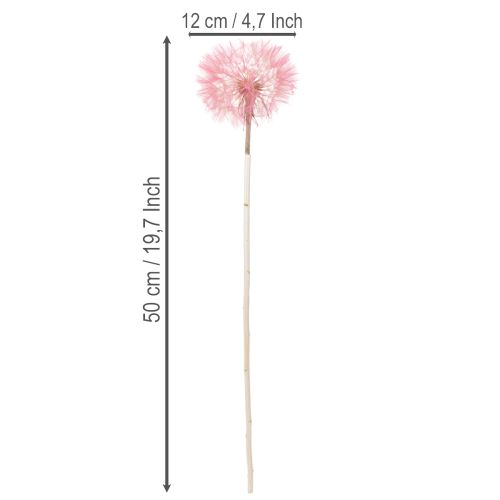 Product Giant dried dandelion decoration, elegant home accessory, 12cm, 4 pieces