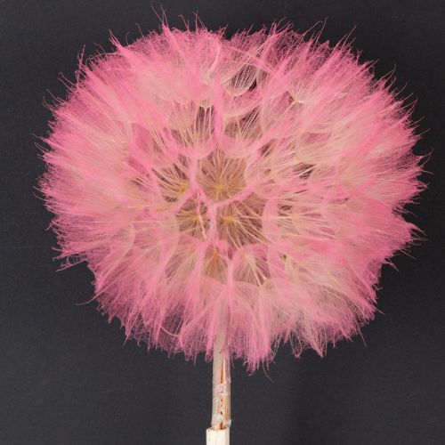 Product Giant dried dandelion decoration, elegant home accessory, 12cm, 4 pieces