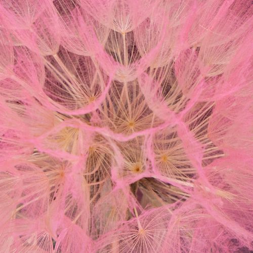 Product Giant dried dandelion decoration, elegant home accessory, 12cm, 4 pieces