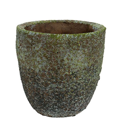 Floristik24 Planter with moss Ø16cm H16cm 1p