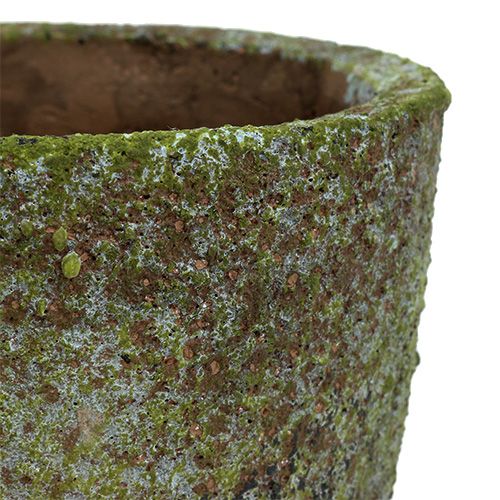 Floristik24 Planter with moss Ø16cm H16cm 1p