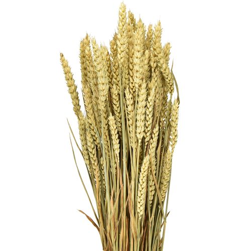 Floristik24 Wheat bunch natural decorative wheat 1 bunch 150g