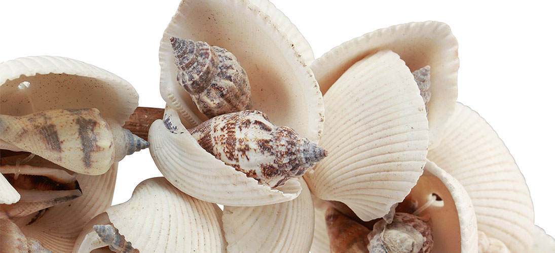 Seashells